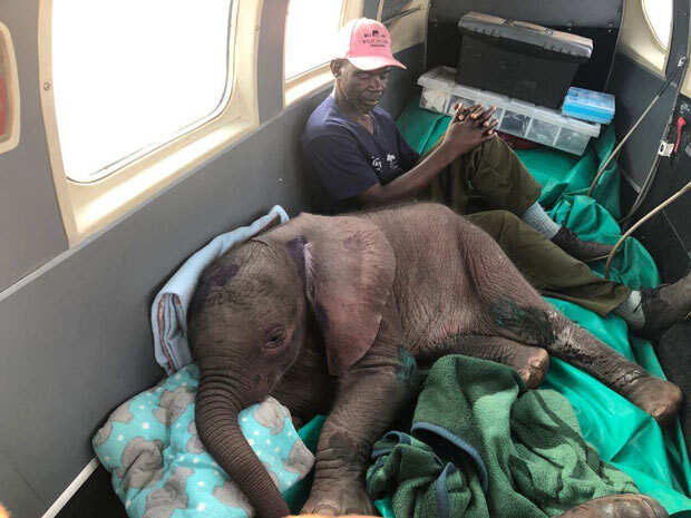구조된 ‘부미’는 화상 등 온몸에 상처를 입고 보호소로 옮겨졌다./사진=짐바브웨 코끼리 탁아소(ZEN)