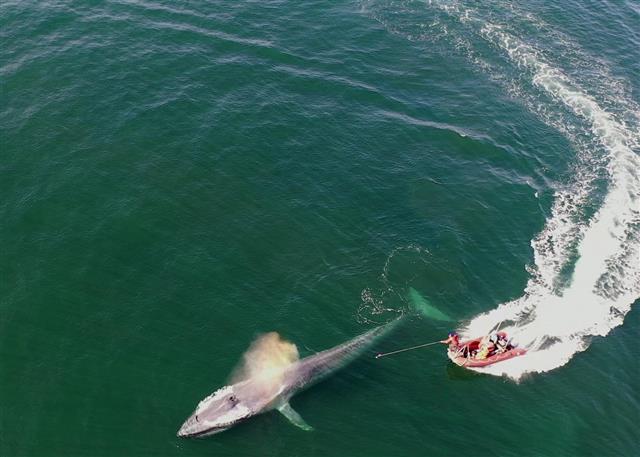 연구팀이 미국 캘리포니아 연안 태평양 동부에서 지구상에서 가장 큰 동물인 흰긴수염고래에게 멀티센서를 부착하고 있는 장면.미국 해양대기청(NOAA) 제공
