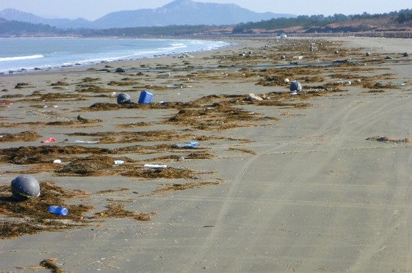 지난해 1월 전남 신안군에 몰려든 중국산 괭생이모자반. 곳곳에 해양쓰레기도 뒤섞여 있다. [사진 신안군]