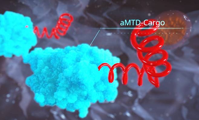 세포막 투과 펩타이드(붉은색)이 약리물질(파란색)을 세포 내로 전송하는 모습 (사진 = 셀리버리 제공)