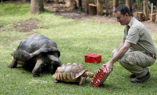 거북이 들이 23일(현지시간) 호주 애들레이드 동물원에서 크리스마스 선물을 받고 있다. [EPA=연합뉴스]