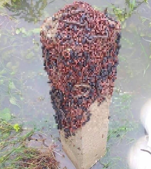지렁이·벌레가 물에 안 빠지려고 모여있는 모습(모자이크) [트위터 캡처]