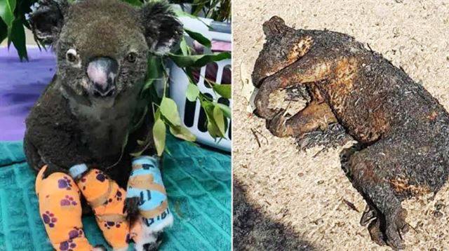 야생동물보호단체가 제공한 호주 산불에서 구조된 코알라가 화상 입은 부위를 붕대로 감은 모습(왼쪽 사진). 불길로 끔찍하게 타버린 코알라 사체. news.com 캡처