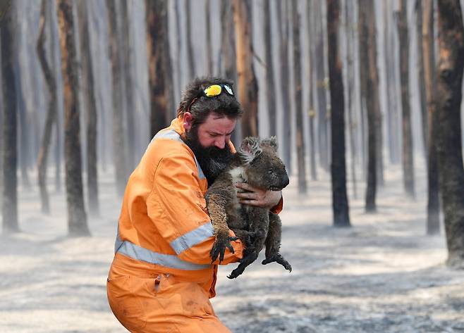 호주 고유종인 코알라는 산불 지역이 서식지와 겹친 데다 움직임이 굼떠 특히 큰 피해를 봤다. 지난 7일 산불이 휩쓴 호주 애들레이드 남서부의 캥거루섬에서 야생동물 구조요원이 코알라를 구조하고 있다. 로이터 연합뉴스