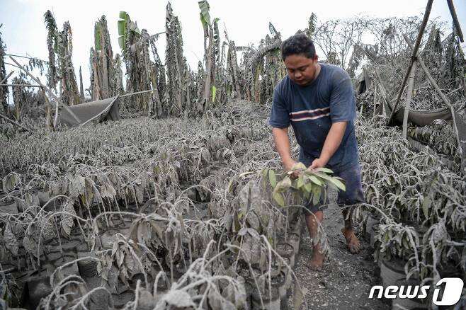 탈 화산 폭발로 인한 화산재로 마닐라 남부의 바탕가스주의 한 농원이 화산재에 뒤덮여 있다. © AFP=뉴스1 © News1