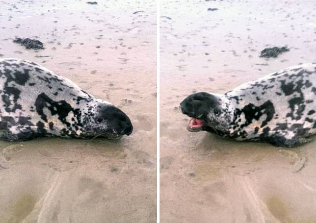 새해 첫날인 1일(현지시간) 영국 아일랜드 코크주의 한 해변에서 평소 보기 드문 두건물범 한 마리가 발견됐다./사진=아일랜드 바다표범 구조대