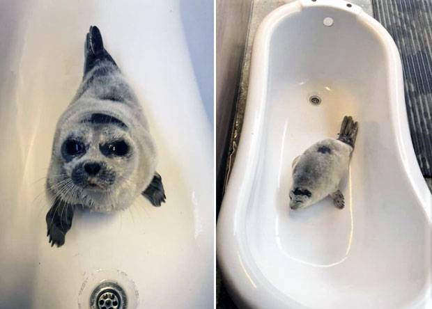 살아남지 못할 거란 관측이 우세했던 새끼 고리무늬물범은 현재 스스로 먹이를 섭취할 만큼 호전된 상태다./사진=아일랜드 바다표범 구조대