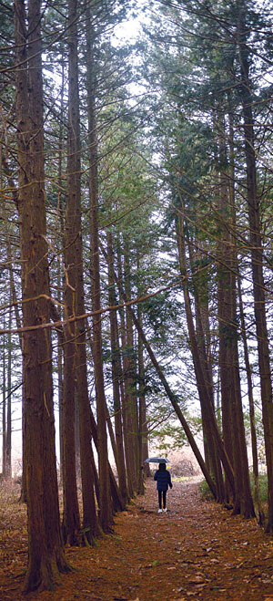 전북 정읍 솔티마을 뒤쪽의 고즈넉한 ‘솔티숲 옛길’에서 만난 수직의 편백나무숲.