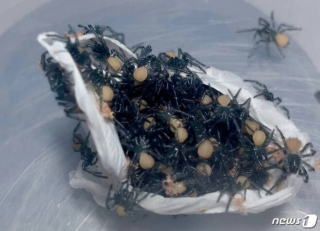 호주 랩타일파크에서 부화한 깔때기그물거미. © 로이터=뉴스1