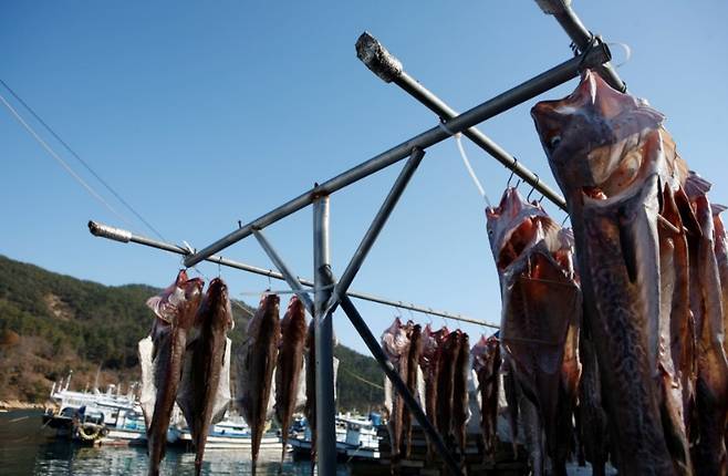 거제 외포항에 잡힌 대구. /사진=한국관광공사