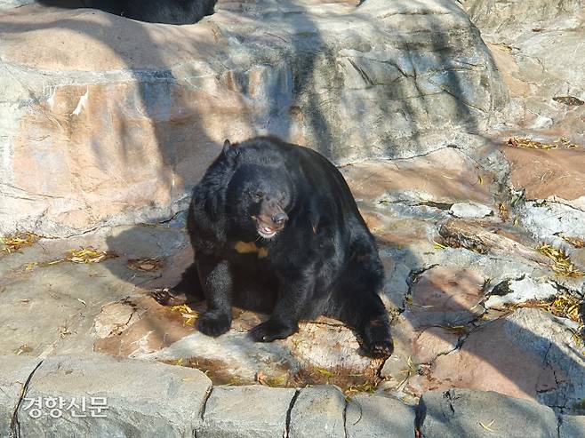 관람객들이 던져준 자동판매기 먹이로 인해 비만 상태가 된 대전동물원의 아시아흑곰.