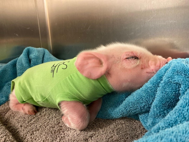 티셔츠를 입은 채 휴식을 취하고 있는 새끼 돼지. 동물병원 측은 돼지가 강풍에 날아온 것으로 추측하고 있다.