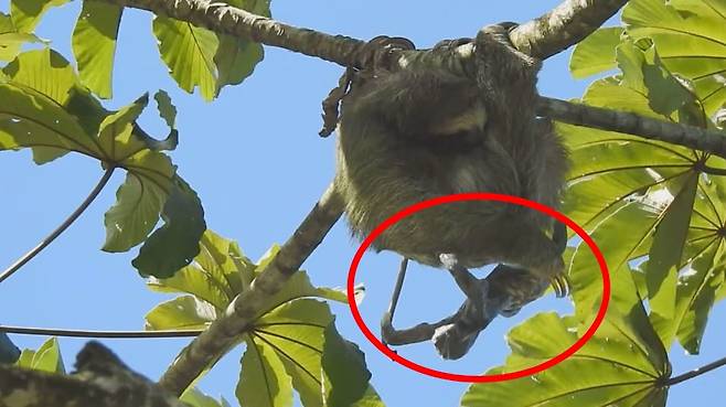 나무에 매달려 새끼를 출산하는 코스타리카의 나무늘보(영상 캡쳐)