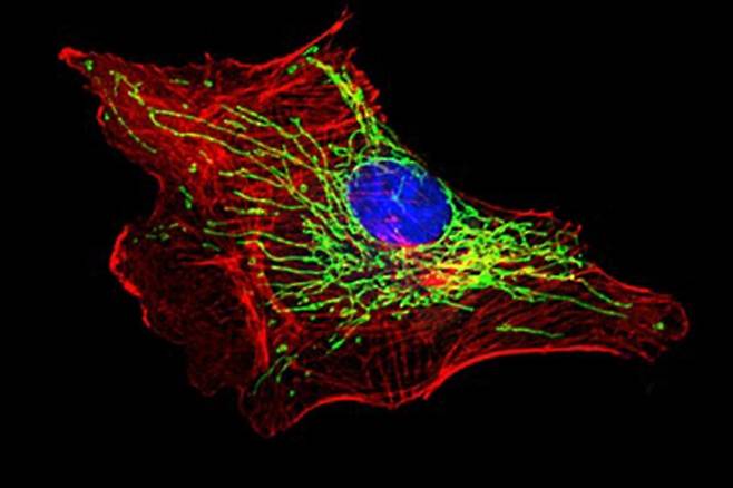 생쥐의 혈관 내피세포에 형성된 미토콘드리아 네트워크(녹색) [UIC 잘레스 레만 제공]