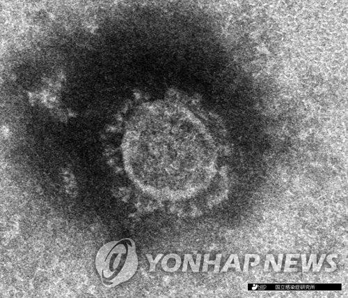 일본 국립감염증연구소가 분리한 코로나19 전자현미경 사진 [국립감염증연구소 제공]