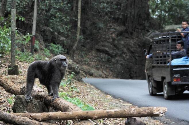 인도네시아의 한 국립공원을 횡단하는 도로변에서 원숭이가 사람이 과일이나 빵 등 먹이를 던져줄 것을 기다리고 있다. 조지아대 제공.