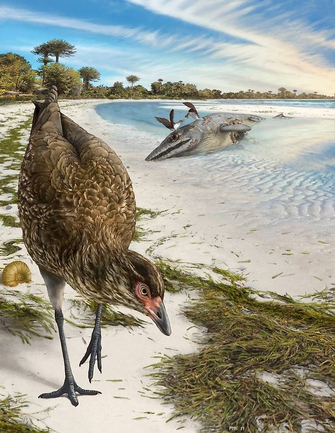 소행성 충돌로 공룡이 멸종할 때 현생 조류의 조상인 ‘원더 치킨’은 해안에서 멸종 사태를 피해 살아남았다. 필립 크세민스키 제공.