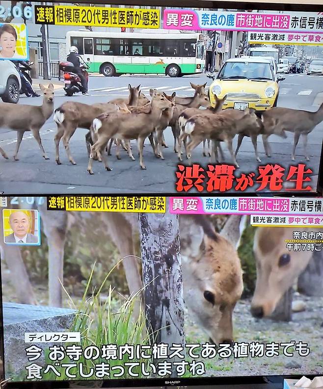 나라 현 도심에 출몰한 사슴들을 보도한 후지 TV 방송 화면/사진=트위터 캡쳐