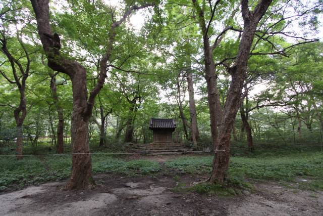 전나무·음나무를 비롯한 수많은 나무들로 빼곡한 성황림.