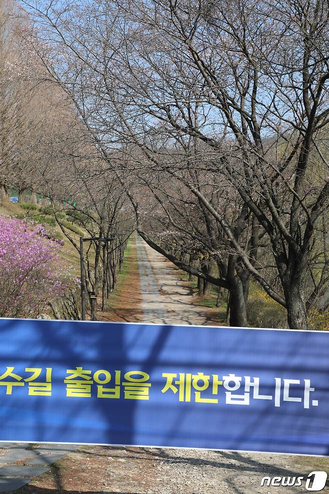 신종코로나바이러스 감염증(코로나19) 확산방지를 위한 사회적 거리두기가 강조되고 있는 3일 강원 원주시 벚꽃명소인 연세대학교 미래캠퍼스 벚꽃길인 '키스로드'의 출입이 통제되고 있다. 미래캠퍼스는 이같은 조치와 함께 코로나19 상황 종식때까지 외부차량 출입도 통제하고 있다.2020.4.3./뉴스1 © News1 권혜민 기자
