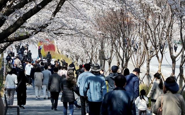 5일 경기 과천시 서울대공원에서 마스크를 착용한 시민들이 벚꽃 사이로 산책을 하고 있다. 뉴스1