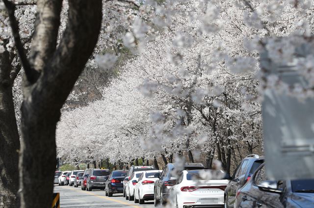 5일 벚꽃이 만개한 세종시 연서면 고복저수지로 향하는 상춘객들의 차량이 늘면서 붐비고 있다. 세종=연합뉴스