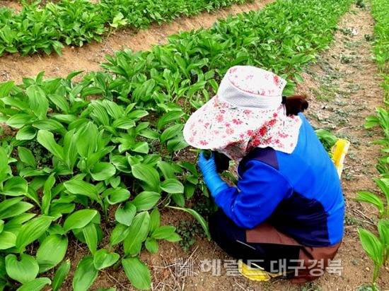 상주 준 고랭지 지역에서 재배된 명이나물을 수확하고 있다(상주시 제공)