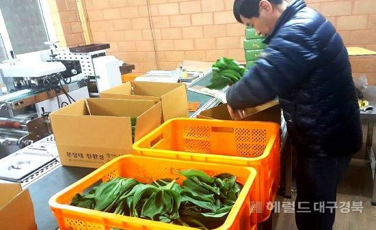 상주시 내서면 한 농가에서 출하를 위해 산마늘을 포장하고 있다(상주시 제공)