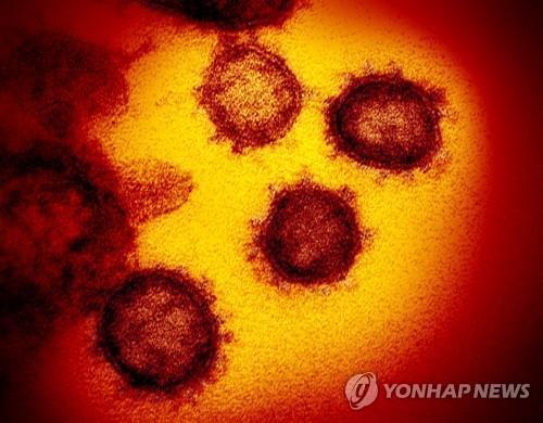 전자 현미경으로 찍은 신종 코로나바이러스 [연합뉴스 자료사진]
