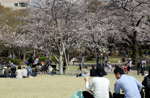 일본 도쿄도(東京都) 스미다(墨田)구의 한 공원에 시민들이 활짝 핀 벚꽃을 만끽하고 있다. /연합뉴스