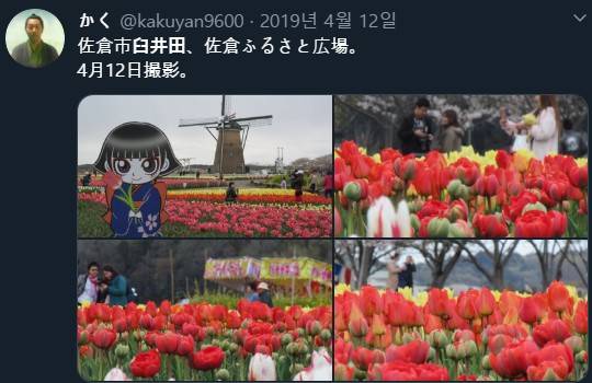 지바현 사쿠라시 우스이다 공원의 지난해 모습. /사진=트위터
