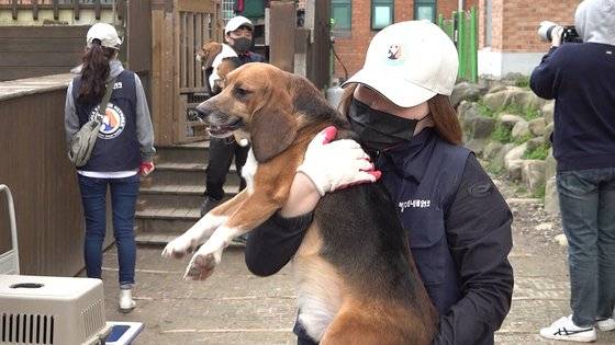 자원봉사자가 20일 쉼터로 기증된 실험 비글을 안고 있다. 왕준열