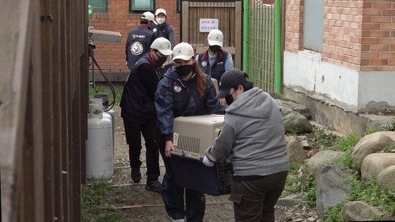 논산쉼터에 도착한 29마리의 비글들을 봉사자와 직원이 힘을 합쳐 이동시키고 있다. 왕준열