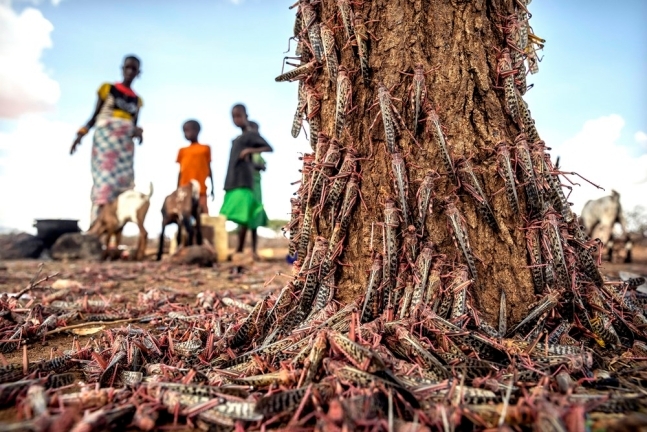 지난 4월 케냐의 한 마을에서 촬영된 메뚜기떼. 사진=AP 연합뉴스