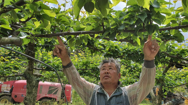 지난 20일 전남 나주 봉황면 철천리에서 정형기씨가 배나무를 살피고 있다. 달려 있는 열매가 보이지 않는다./조홍복 기자