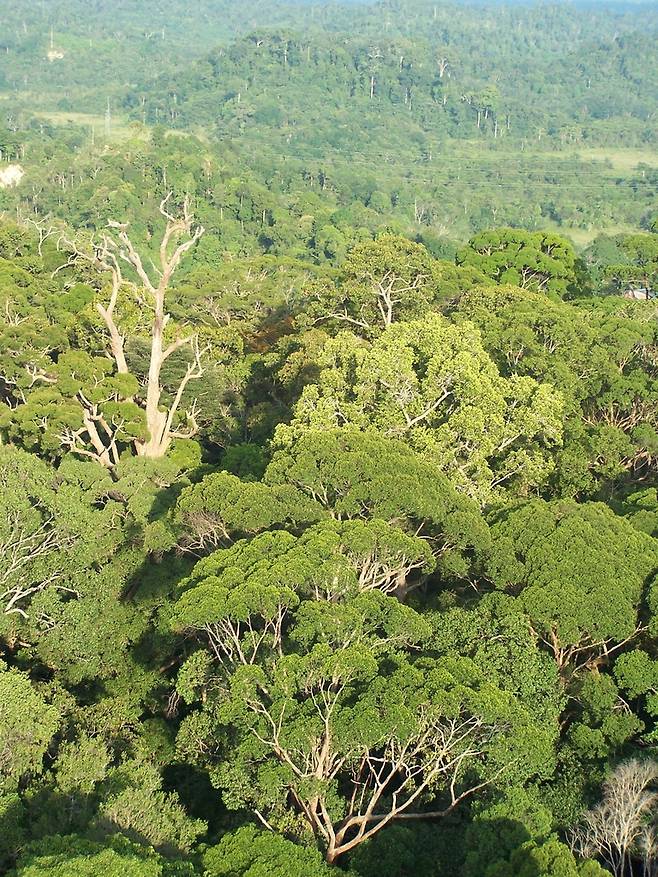 말레이시아 보르네오섬 열대우림 [Dr. Lindsay F. Banin 제공. 재판매 및 DB 금지]