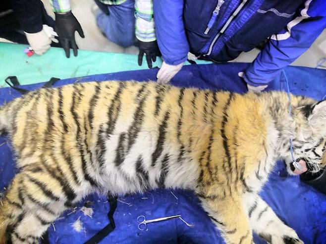 새끼 백두산 호랑이는 재활훈련소로 이송되는 과정에도 얌전히 있었다.(사진=PRNCO Tiger Center)
