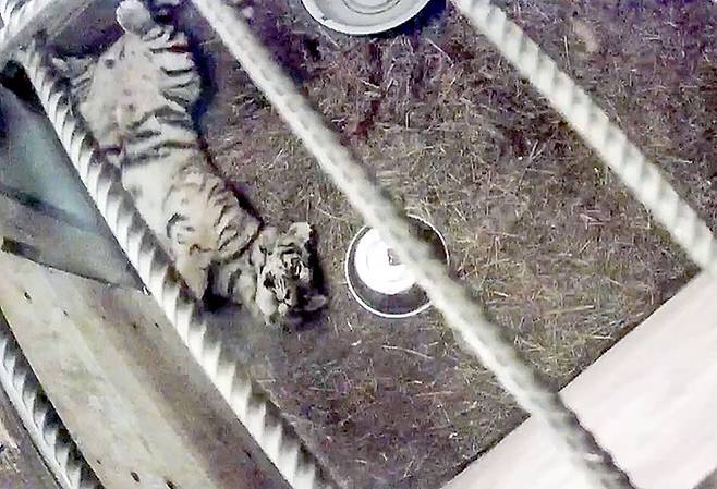 새끼 백두산 호랑이는 울타리를 벗어나려 하지 않고 대부분 잠을 자며 하루를 보내고 있는 것으로 전해졌다.(사진=PRNCO Tiger Center)