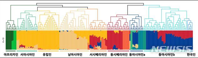 [울산=뉴시스] 구미현 기자 = 현대 한국인의 게놈 혼합(ADMIXTURE) 분석 결과 맨 오른쪽의 한국인들은 일본과 중국인과 같은 그룹으로 묶인다. 2020.06.03. (사진=㈜클리노믹스 제공) photo@newsis.com