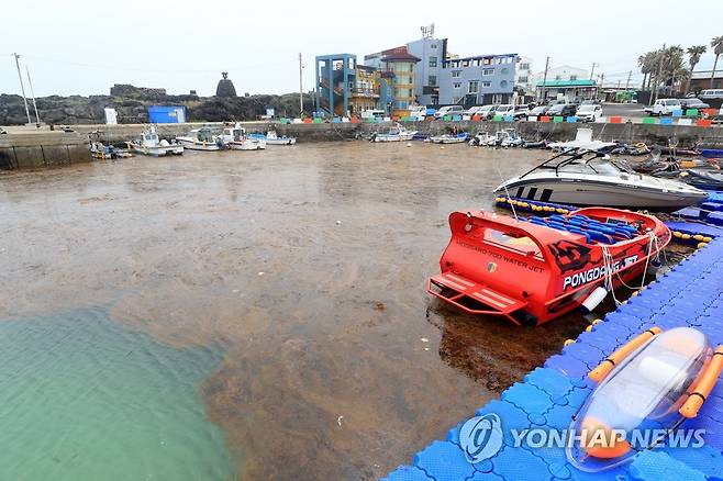구엄포구 점령한 괭생이모자반 (제주=연합뉴스) 박지호 기자 = 26일 오전 제주시 애월읍 구엄포구에 괭생이모자반이 잔뜩 밀려와 있다. 2020.5.26 jihopark@yna.co.kr