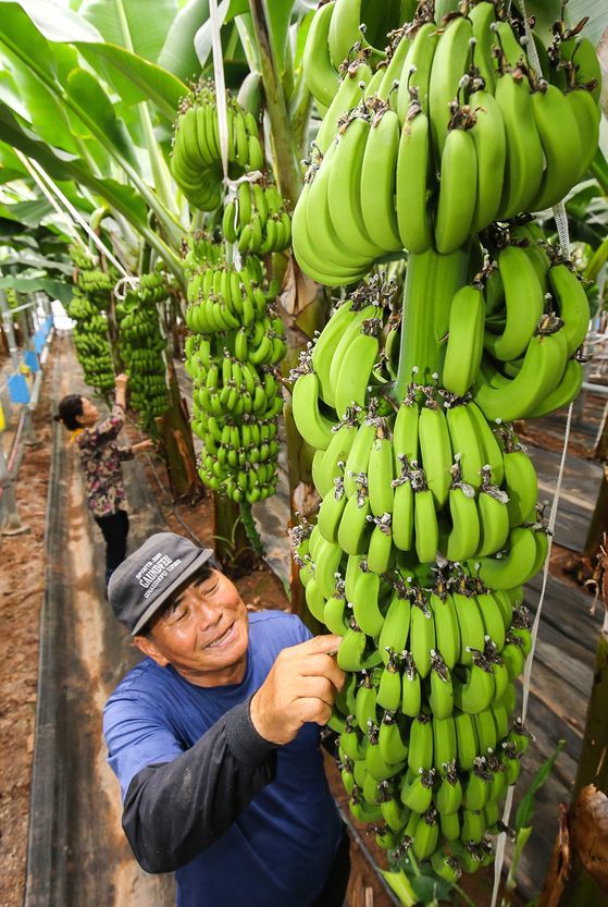 지난 11일 전남 해남군 북평면의 바나나 비닐하우스에서 농민 신용균씨가 7월 출하를 앞둔 바나나 생육상태를 살피고 있다. 해남-프리랜서 장정필