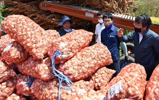 한국농수산식품유통공사 관계자들이 지난 9일 전남 신안군 마늘을 수매하고 있다. 사진 한국농수산식품유통공사