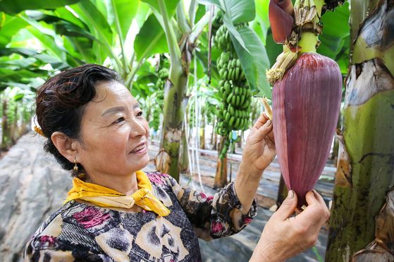 지난 11일 전남 해남군 북평면 바나나 비닐하우스에서 농민 홍홍금씨가 바나나 꽃을 살펴보고 있다. 해남-프리랜서 장정필