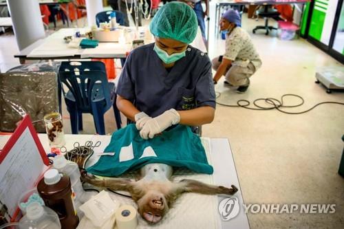 수의사들이 원숭이에게 중성화 수술을 하는 모습. 2020.6.21 [AFP=연합뉴스]