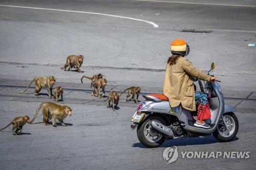 스쿠터를 타고 가는 여성을 쫓아가는 롭부리 시내 원숭이들. 2020.6.20 [AFP=연합뉴스]