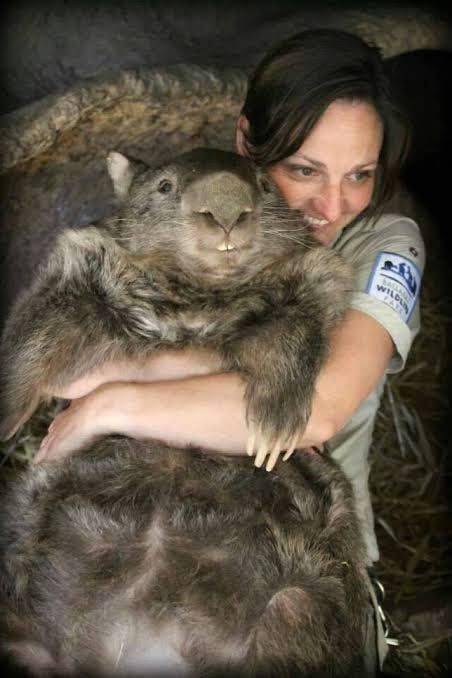 웜뱃은 몸길이가 최대 120㎝까지 자란다. Ballarat Wildlife Park