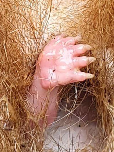 로드킬 당한 어미 웜뱃 주머니에서 삐져나온 작은 손. Wombat Care Bundanoon