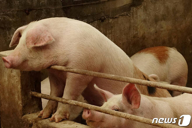중국 랴오닝성의 한 돼지 농장 © 로이터=뉴스1 자료사진