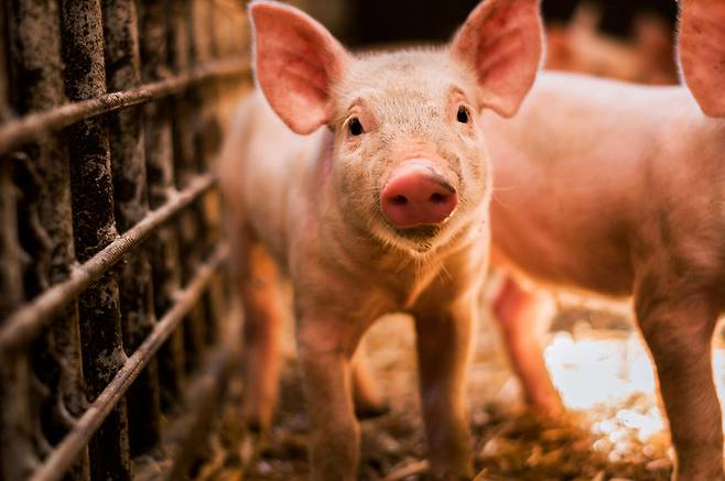 중국에서 사육되는 돼지에게서 새 인플루엔자 바이러스가 발견됐다고 중국 연구진이 밝혔다(사진=123rf.com)