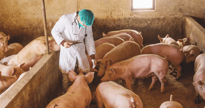 돼지의 상태를 살피는 의료진(자료사진)